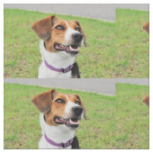 Beagle Stoff (Nahaufnahme)