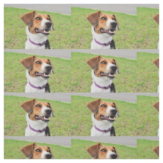Beagle Stoff (Muster)