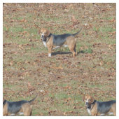 Beagle Stoff (Nahaufnahme)