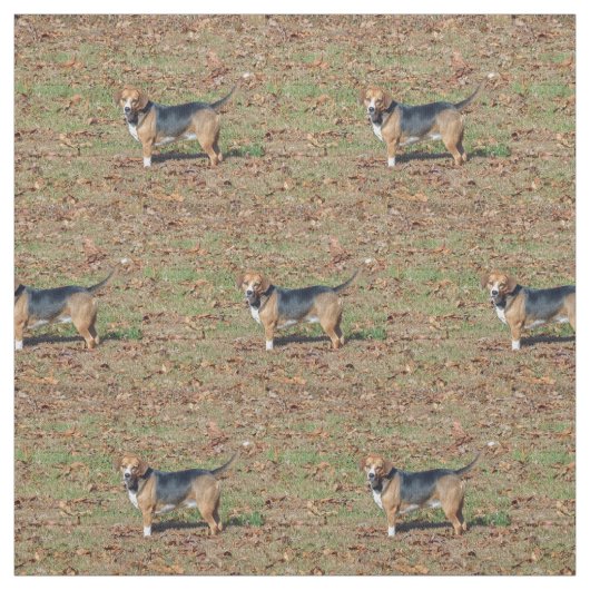 Beagle Stoff (Muster)