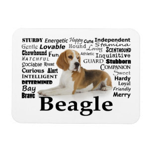 Beagle Traits Magnet
