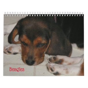 Beagle-Überlaufkalender Kalender