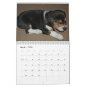 Beagle-Überlaufkalender Kalender (Mär 2026)
