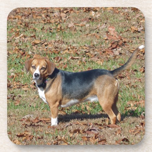 Beagle Untersetzer (Vorderseite)