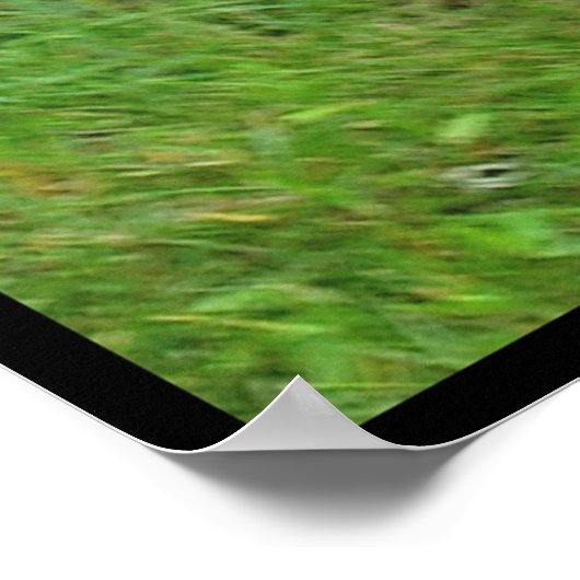 Beagle verdrängt Konkurrenz... Poster (Ecke)