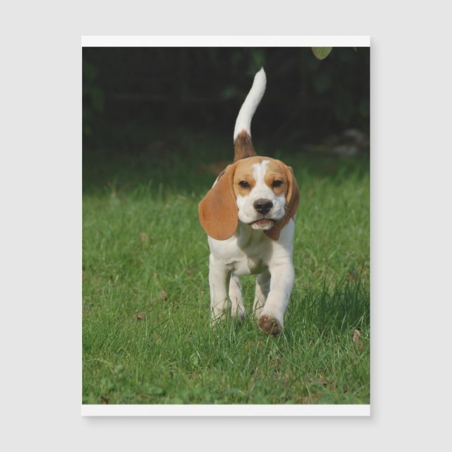 Beagle Walking.png Magnetkarte (Vorderseite)