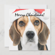Beagle Weihnachten