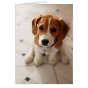Beagle-Welpe 2