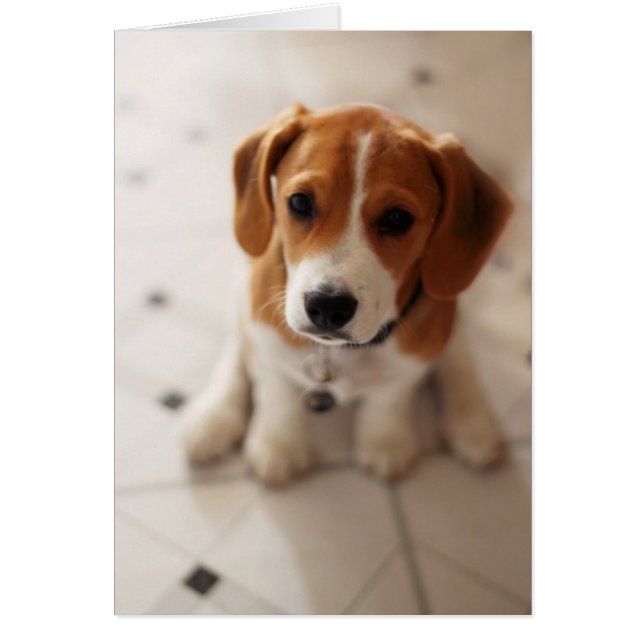Beagle Welpe 2 (Vorne)
