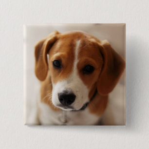 Beagle-Welpe 2 Button