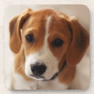 Beagle-Welpe 2 Getränkeuntersetzer