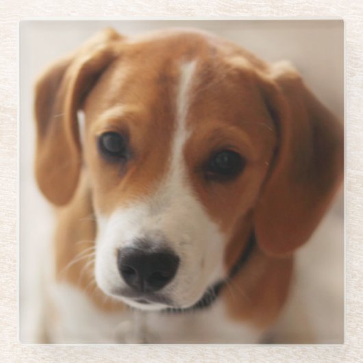 Beagle-Welpe 2 Glasuntersetzer (Vorderseite)