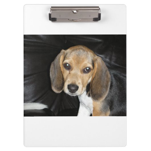 Beagle Welpe 2 Klemmbrett (Vorderseite)