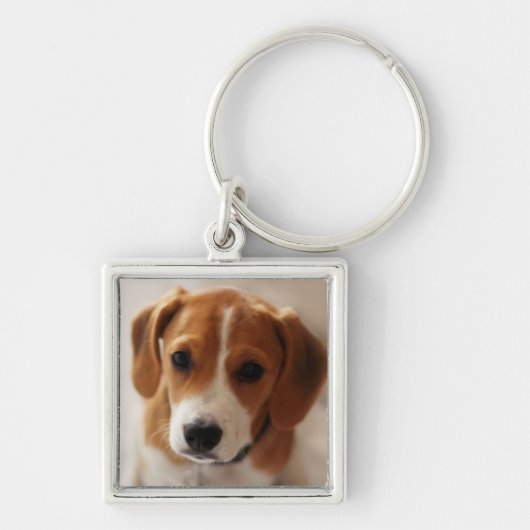 Beagle-Welpe 2 Schlüsselanhänger (Vorne)