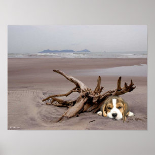 Beagle-Welpe auf dem Strand-Plakat Poster