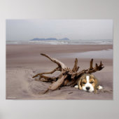 Beagle Welpe auf dem Strandposter Poster (Vorne)