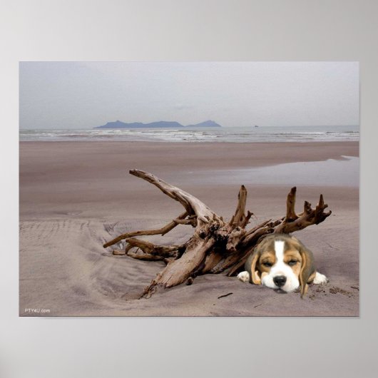 Beagle Welpe auf dem Strandposter Poster (Vorne)