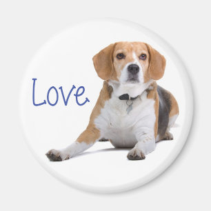 Beagle-Welpe - Liebe Beagles Magnet