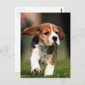 Beagle Welpe Liebe Postkarte (Vorne/Hinten)