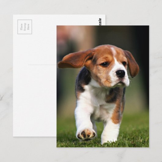 Beagle Welpe Liebe Postkarte (Vorne/Hinten)