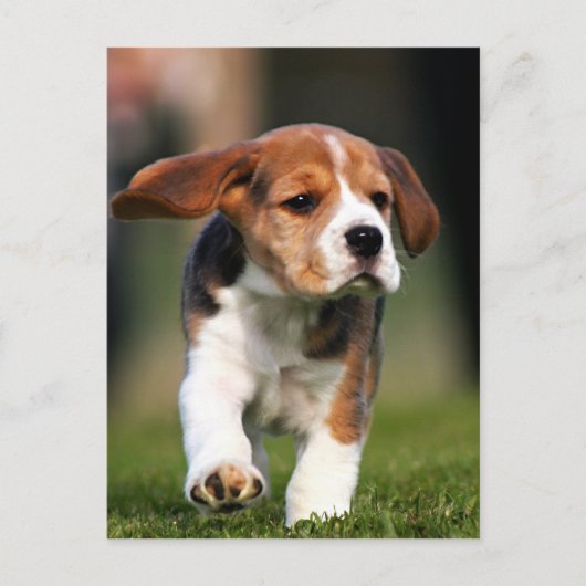 Beagle Welpe Liebe Postkarte (Vorderseite)