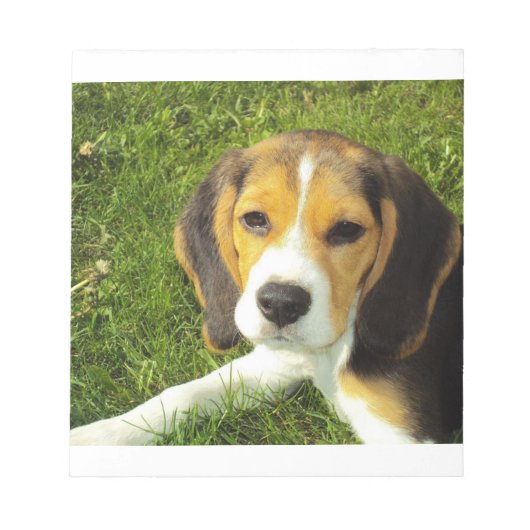 Beagle Welpe Notizblock (Vorderseite)