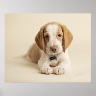 Beagle-Welpe Poster