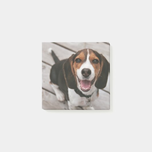 Beagle-Welpe-Sitzen Post-it Klebezettel (Vorderseite)