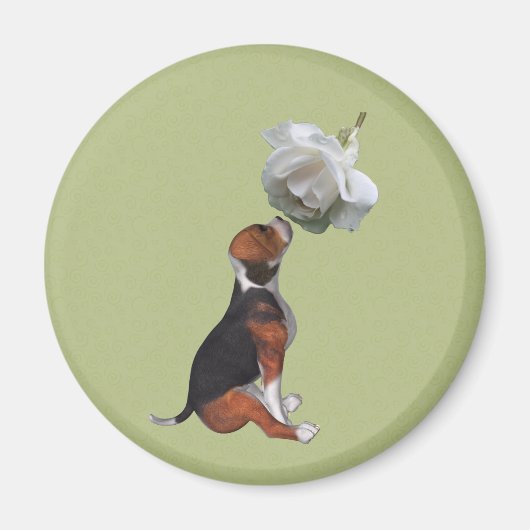 Beagle Welpe White Rose Animal Magnet (Vorne)