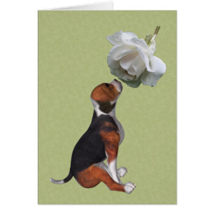Beagle Welpe White Rose Tierkarte