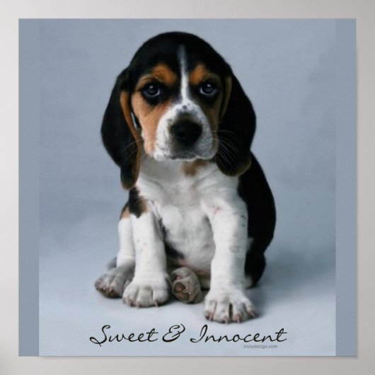 Beagle-Welpen-Foto Poster (Vorne)