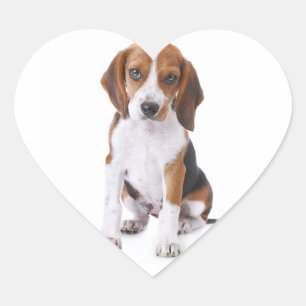 Beagle-Welpen-Herz-Gruß-Aufkleber / Etikett Herz-Aufkleber