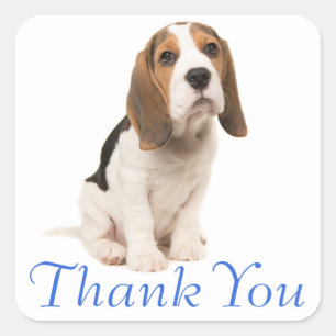 Beagle-Welpen-Hund Blau Danke - Hochzeitsfeier Quadratischer Aufkleber