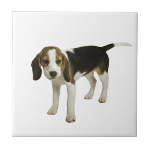 Beagle-Welpen-Hund Fliese