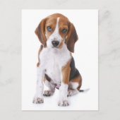 Beagle Welpen Hund Grußkarte Postkarte (Vorderseite)