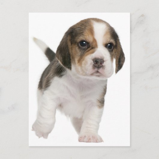 Beagle Welpen Hund Grußkarte Postkarte (Vorderseite)