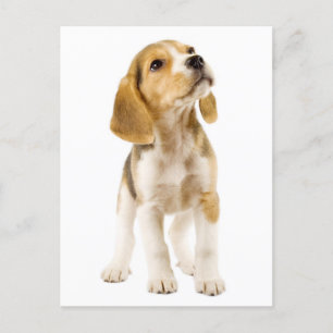 Beagle Welpen Hund Grußkarte Postkarte