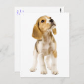 Beagle Welpen Hund Grußkarte Postkarte (Vorne/Hinten)