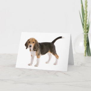 Beagle-Welpen-Hund Karte 'Ich denke an Dich'