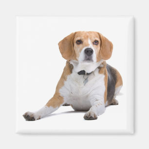 Beagle Welpen Hund Kühlschrankmagnet