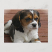 Beagle Welpen-Hund-Postkarte
