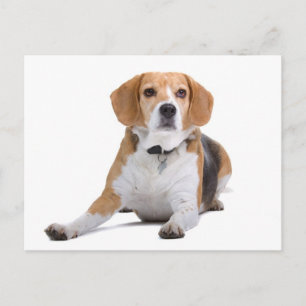 Beagle-Welpen-Hunde-Grußpostkarte Postkarte
