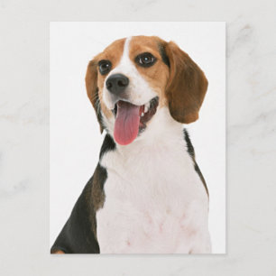 Beagle-Welpen-Hunde-Grußpostkarte Postkarte