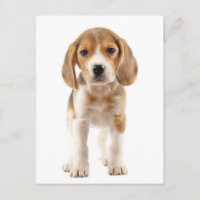 Beagle-Welpen-Hunde-Grußpostkarte