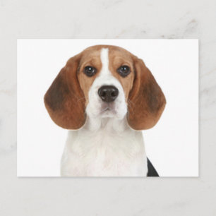 Beagle-Welpen-Hunde-Grußpostkarte Postkarte