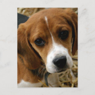 Beagle-Welpen-Hunde-Grußpostkarte Postkarte