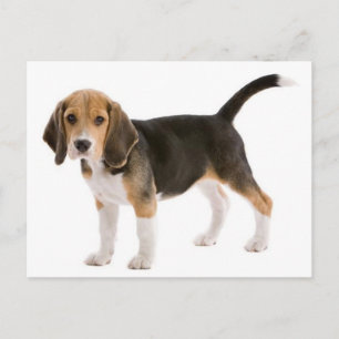 Beagle-Welpen-Hunde-Grußpostkarte Postkarte