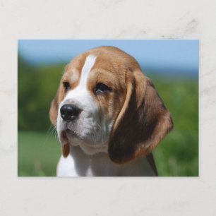 Beagle-Welpen-Hunde-Grußpostkarte Postkarte