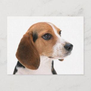 Beagle-Welpen-Hunde-Grußpostkarte Postkarte