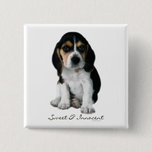 Beagle-Welpen-Hundeknopf Button